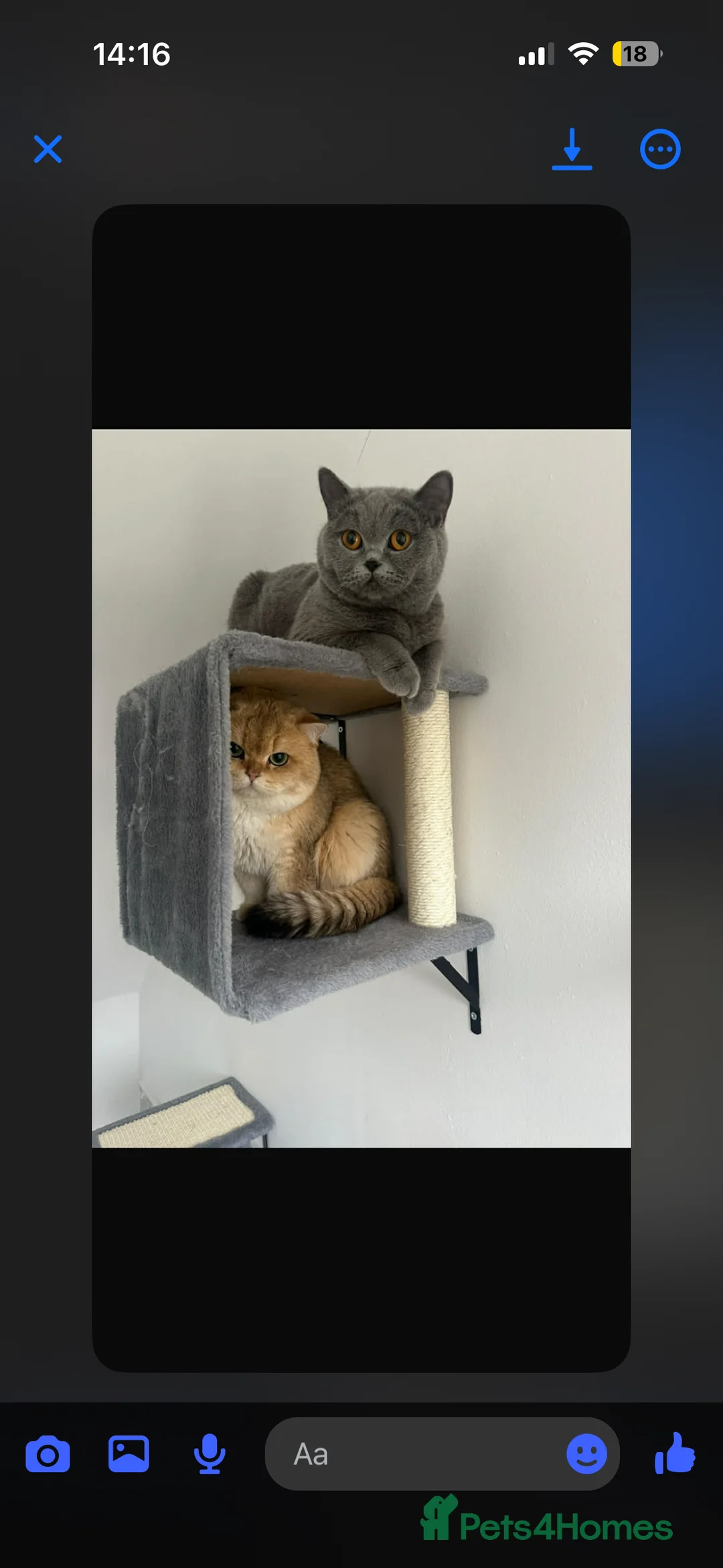British Shorthair cats for sale: GCCF shorthair kittens  - Advert 7