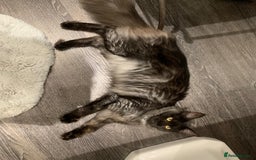 Maine Coon cats for sale: Full pedigree Maine Coon Female - Image 10