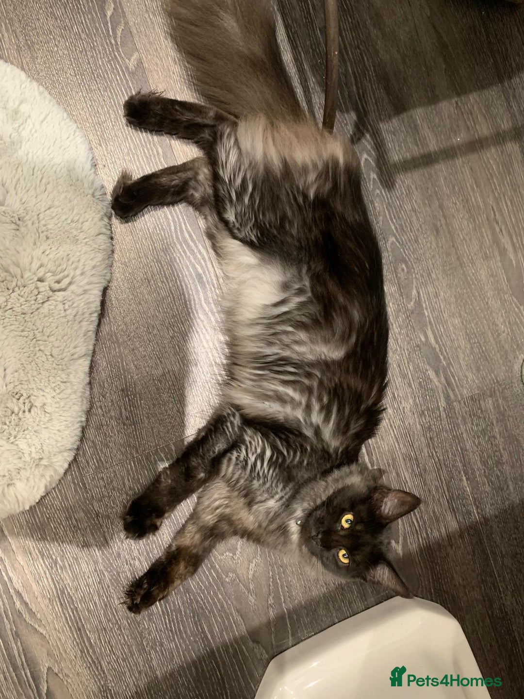 Maine Coon cats for sale: Full pedigree Maine Coon Female - Image 10