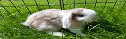 Mini Lop rabbits for sale: Gorgeous Mini Lops  - Advert 4