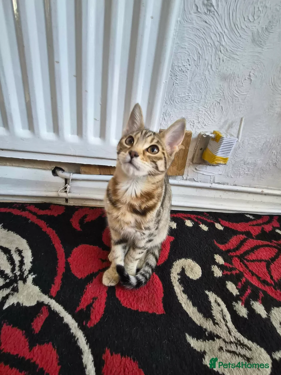 Bengal cats for sale: Brown Bengal Kitten - Advert 2