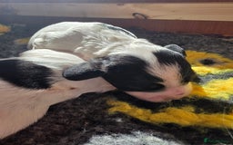 English Springer Spaniel dogs for sale: Springer pups  - Image 2