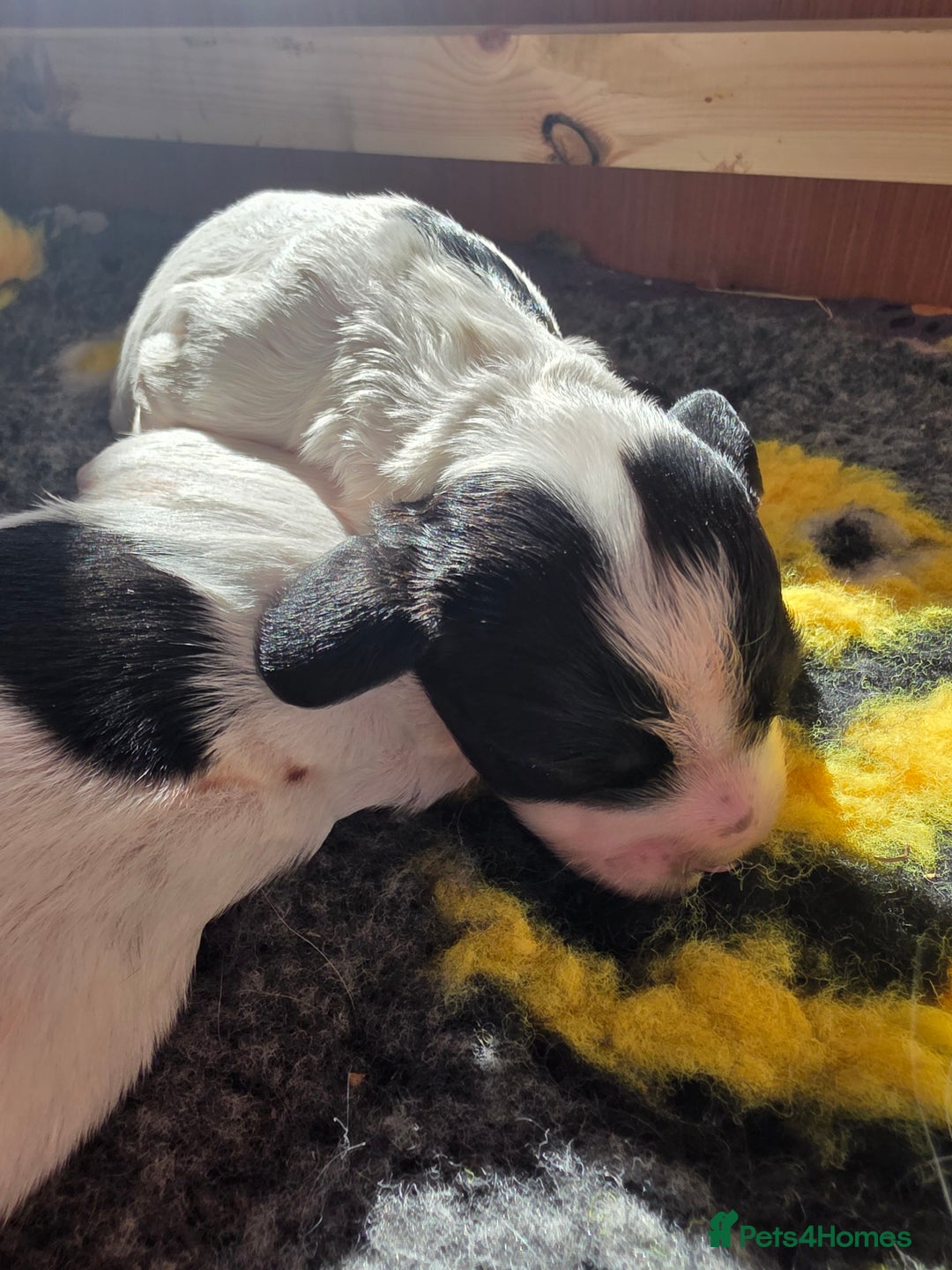 English Springer Spaniel dogs for sale: Springer pups  - Image 2