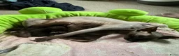 British Shorthair cats for sale: 2 x British short hair x Sphynx  - Advert 5