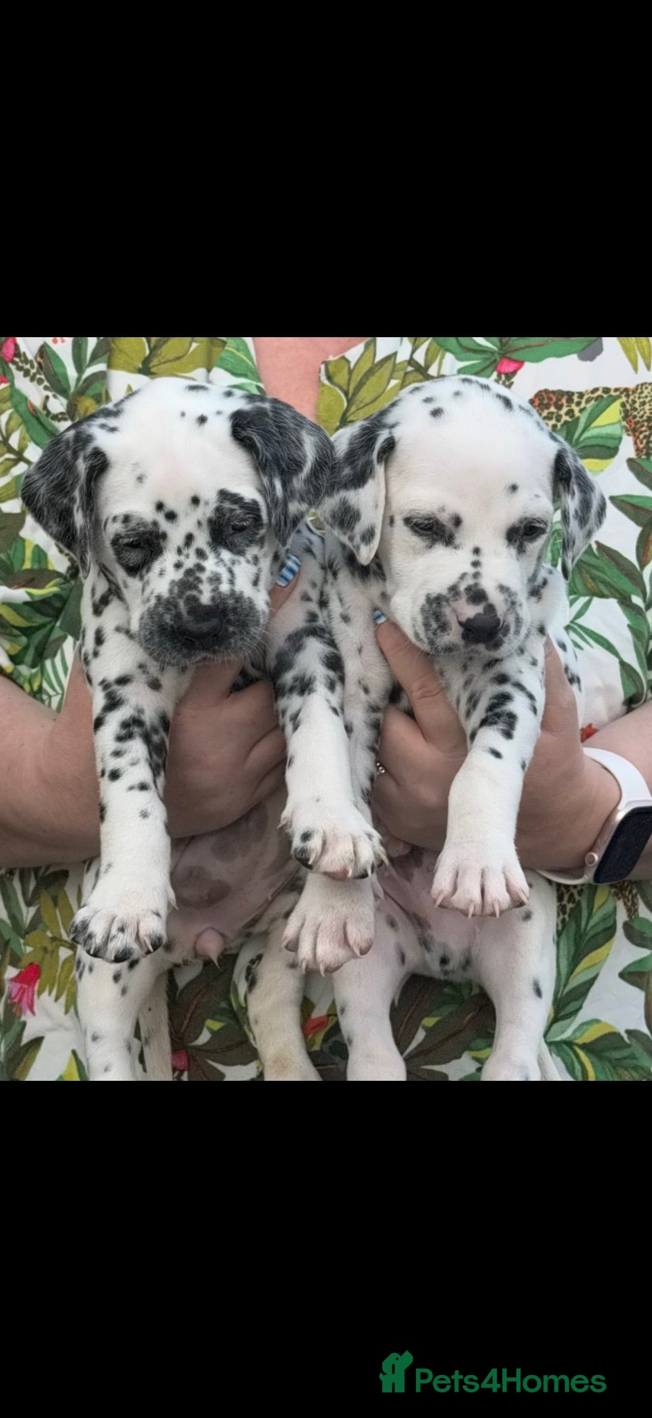 Dalmatian dogs 9 beautiful Dalmation puppies  - Advert 3