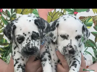 Dalmatian dogs 9 beautiful Dalmation puppies - Advert 3