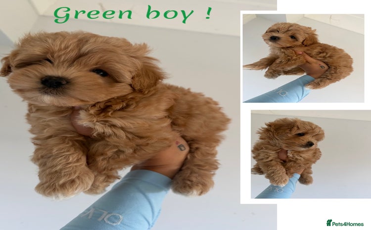 Maltipoo dogs - Advert 15