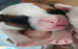 American Bulldog dogs for sale: American Bulldog puppies - Image 2