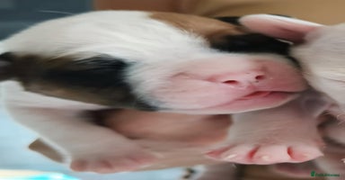 American Bulldog dogs - Advert 8