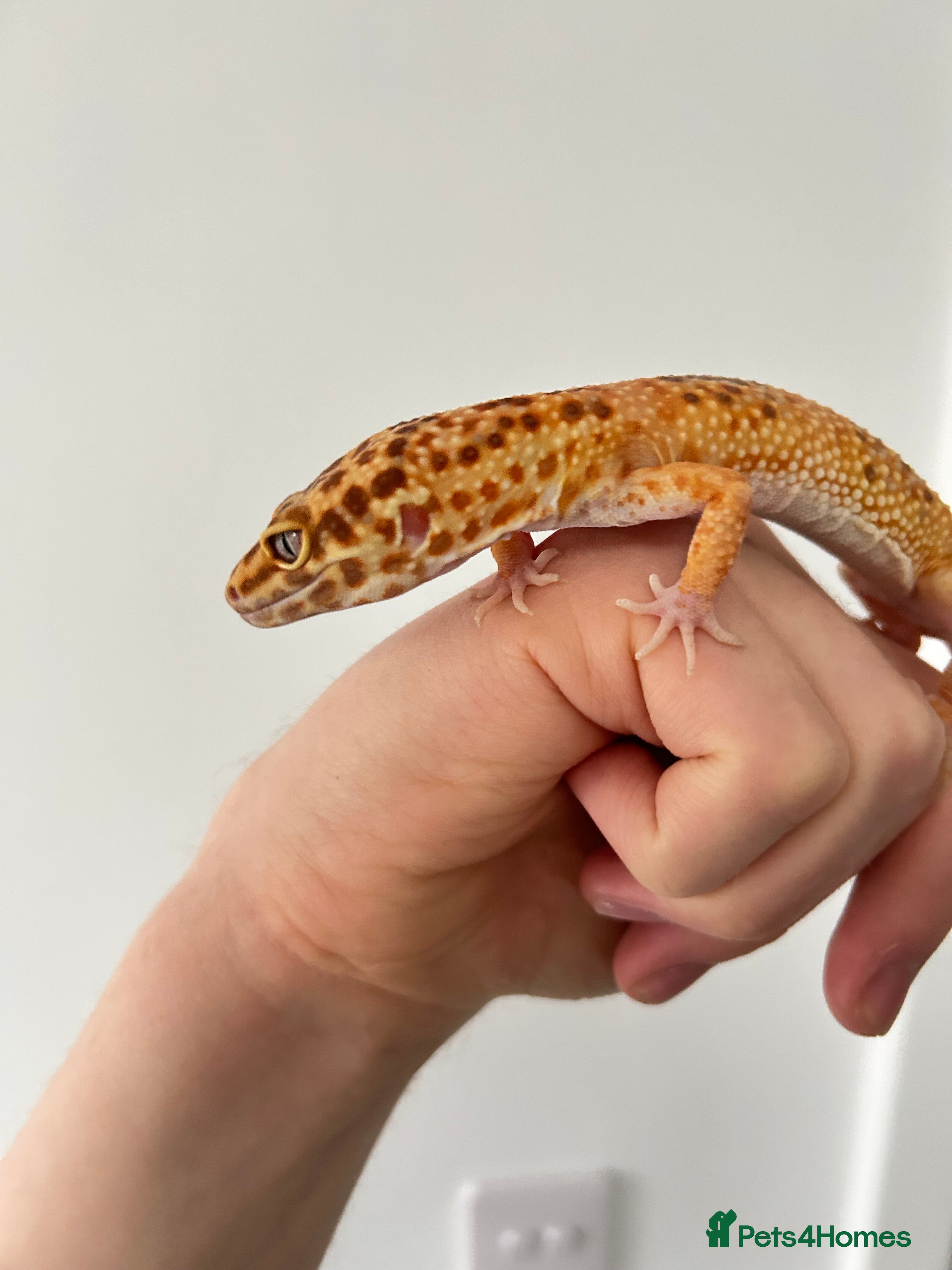 Leopard Gecko reptiles Tangerine x copper pos het eclipse  - Advert 1