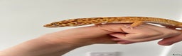Leopard Gecko reptiles for sale: Tangerine x copper pos het eclipse  - Advert 1