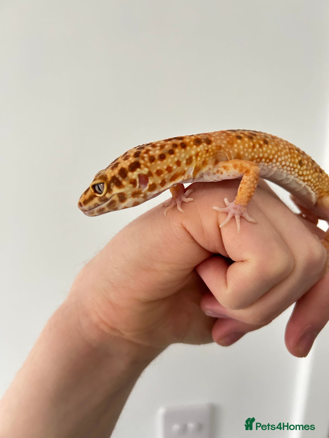 Leopard Gecko reptiles for sale: Tangerine x copper pos het eclipse  - Advert 1