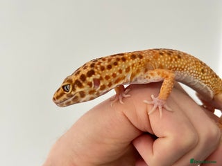 Leopard Gecko reptiles Tangerine x copper pos het eclipse - Advert 4