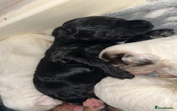 Cockapoo dogs for sale: 🌈 Outstanding rainbow cockapoo puppies 🐶 - Image 12