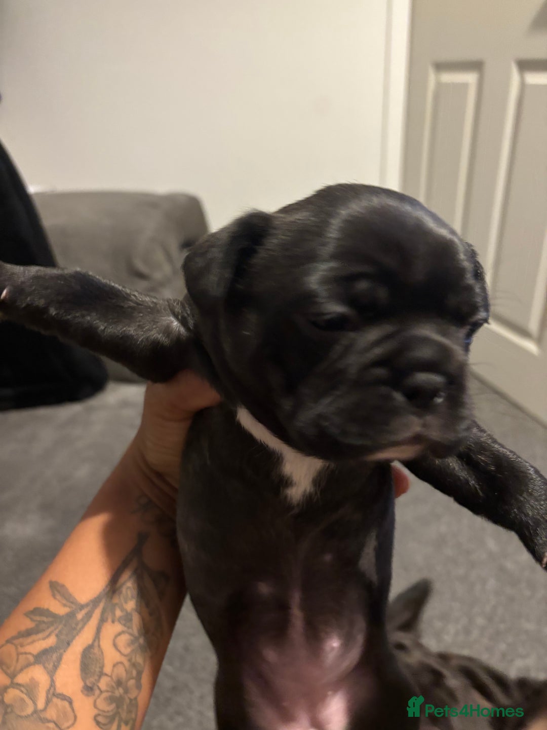 French Bulldog dogs for sale: Black Brindle Frenchie  - Advert 5