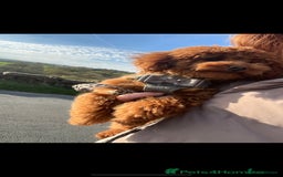 Shihpoo dogs for sale: Shihpoo x kc registered toy poodle  - Image 4