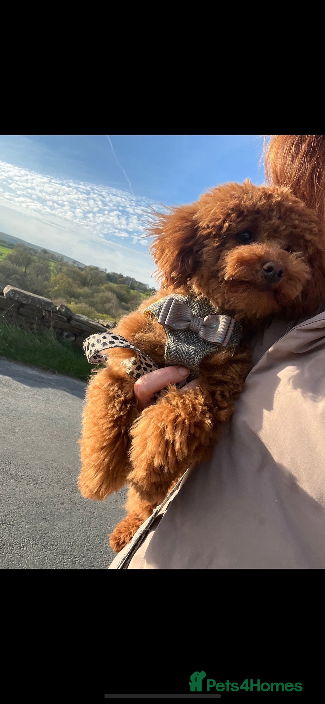 Shihpoo dogs for sale: Shihpoo x kc registered toy poodle  - Image 4