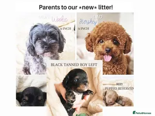 Maltipoo dogs Quality F1B Genuine Toy Asian Maltipoo Puppies - Advert 1