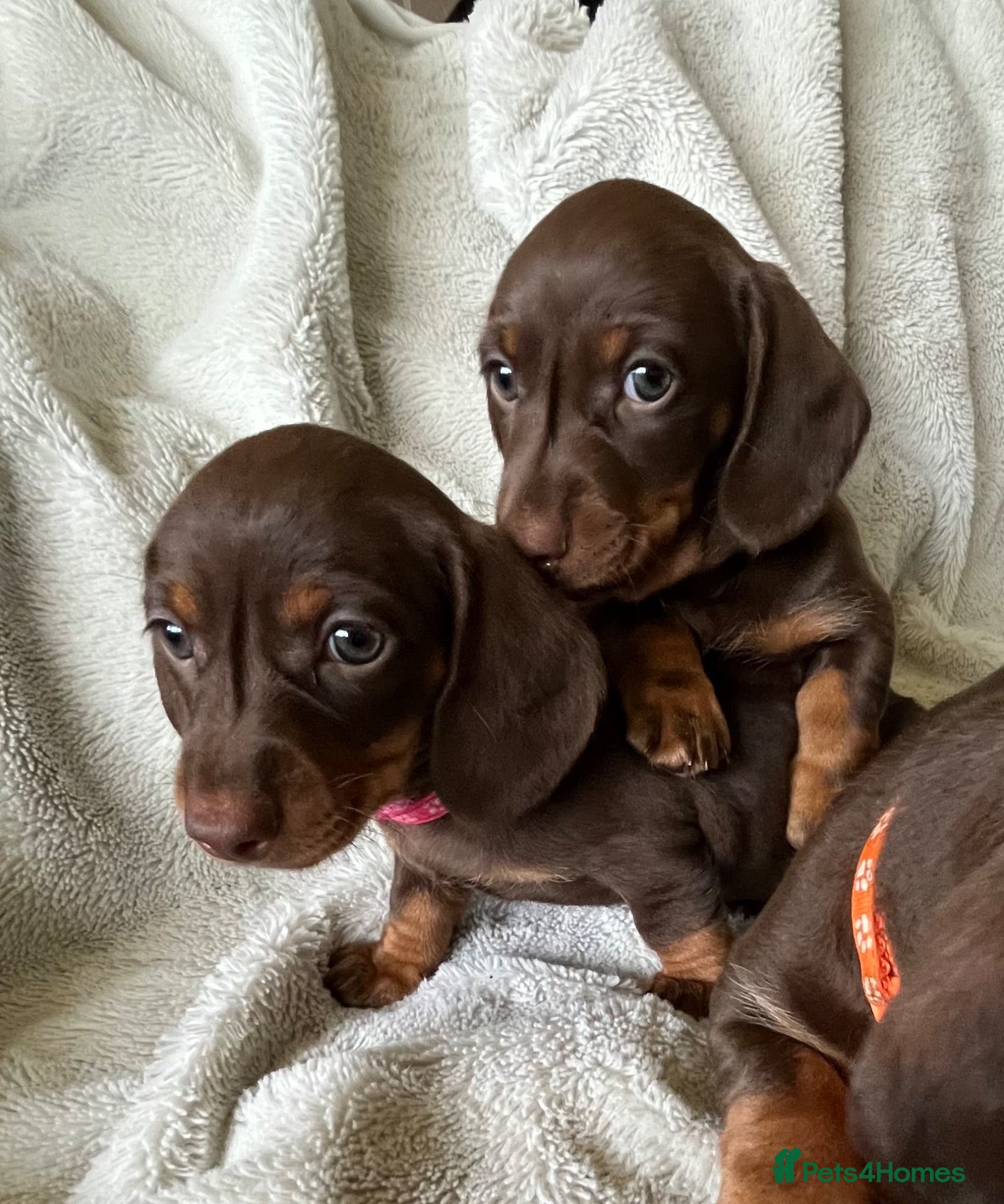 Miniature Dachshund dogs Beautiful kc miniature dachshund puppies - Advert 2