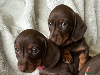 Miniature Dachshund dogs Beautiful kc miniature dachshund puppies - Advert 2