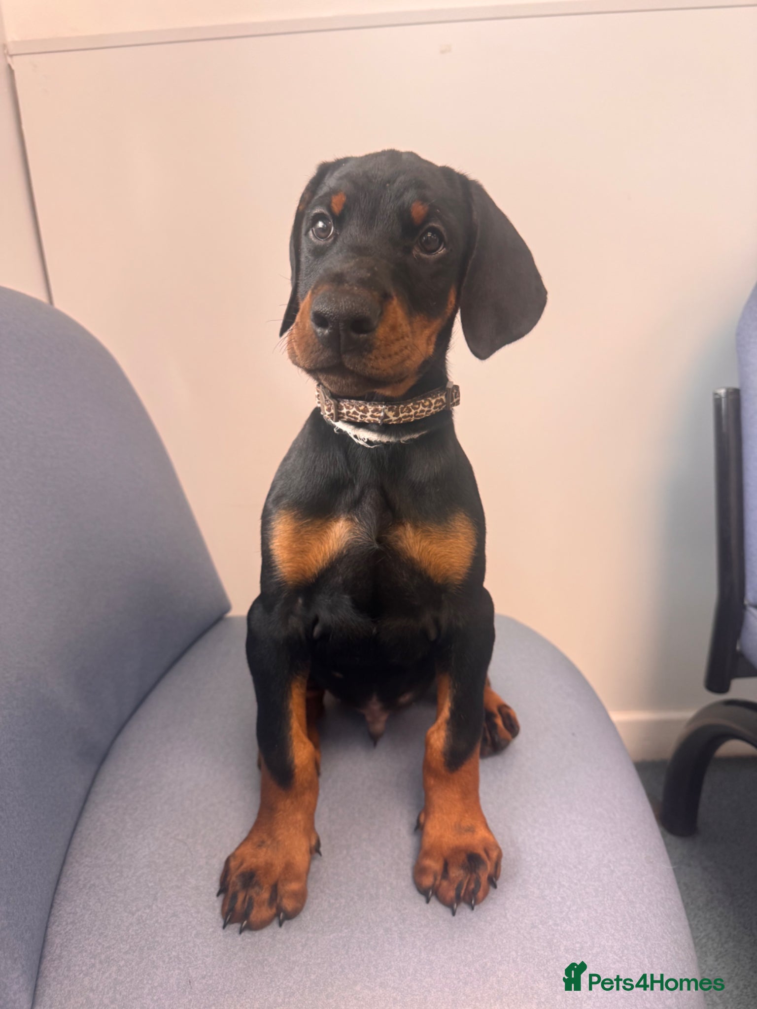 Dobermann dogs *£1500 - 3 MALES LEFT * KC DOBBERMAN PUPPIES - Advert 9
