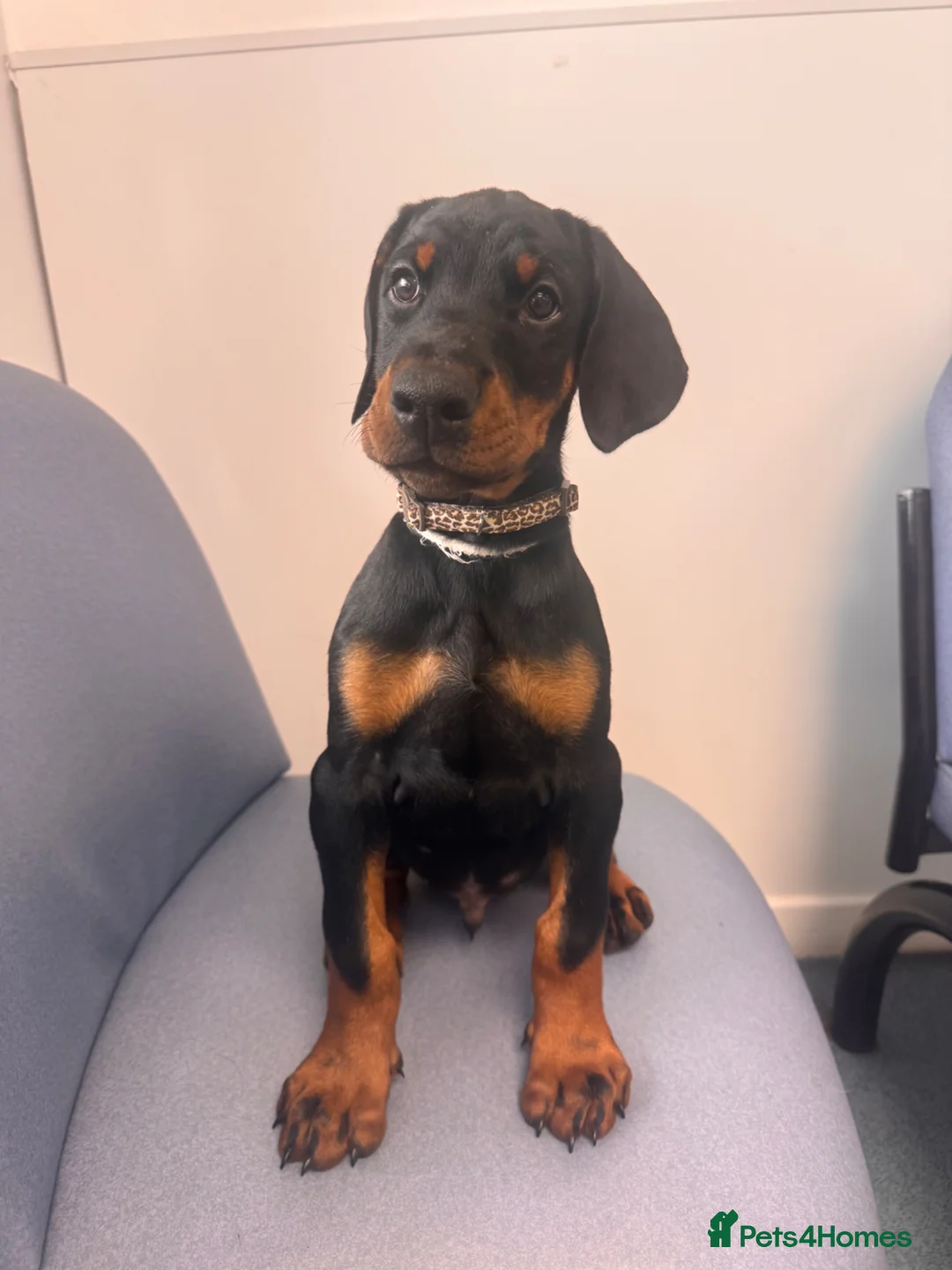 Dobermann dogs for sale: *£1500 - 3 MALES LEFT * KC DOBBERMAN PUPPIES - Advert 1