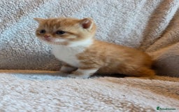 British Shorthair cats for sale: Beautiful unusual British shorthair kittens - Image 32