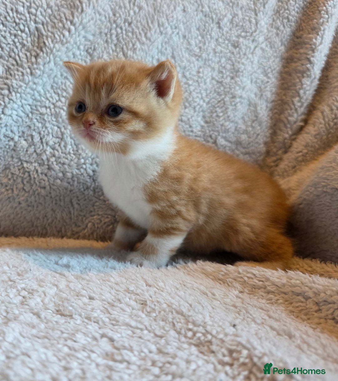 British Shorthair cats for sale: Beautiful unusual British shorthair kittens - Image 32