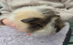 Guinea Pig rodents for sale: 3 beautiful females for sale  - Image 2