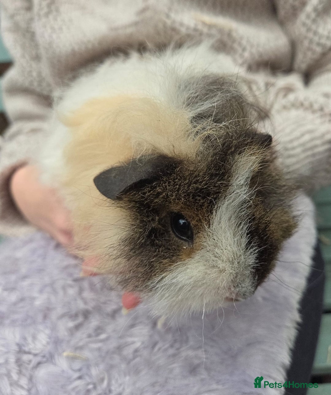 Guinea Pig rodents for sale: 3 beautiful females for sale  - Image 2