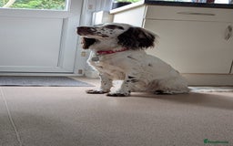 English Springer Spaniel dogs for sale: Adorable Springer Spaniel Puppies - Image 6