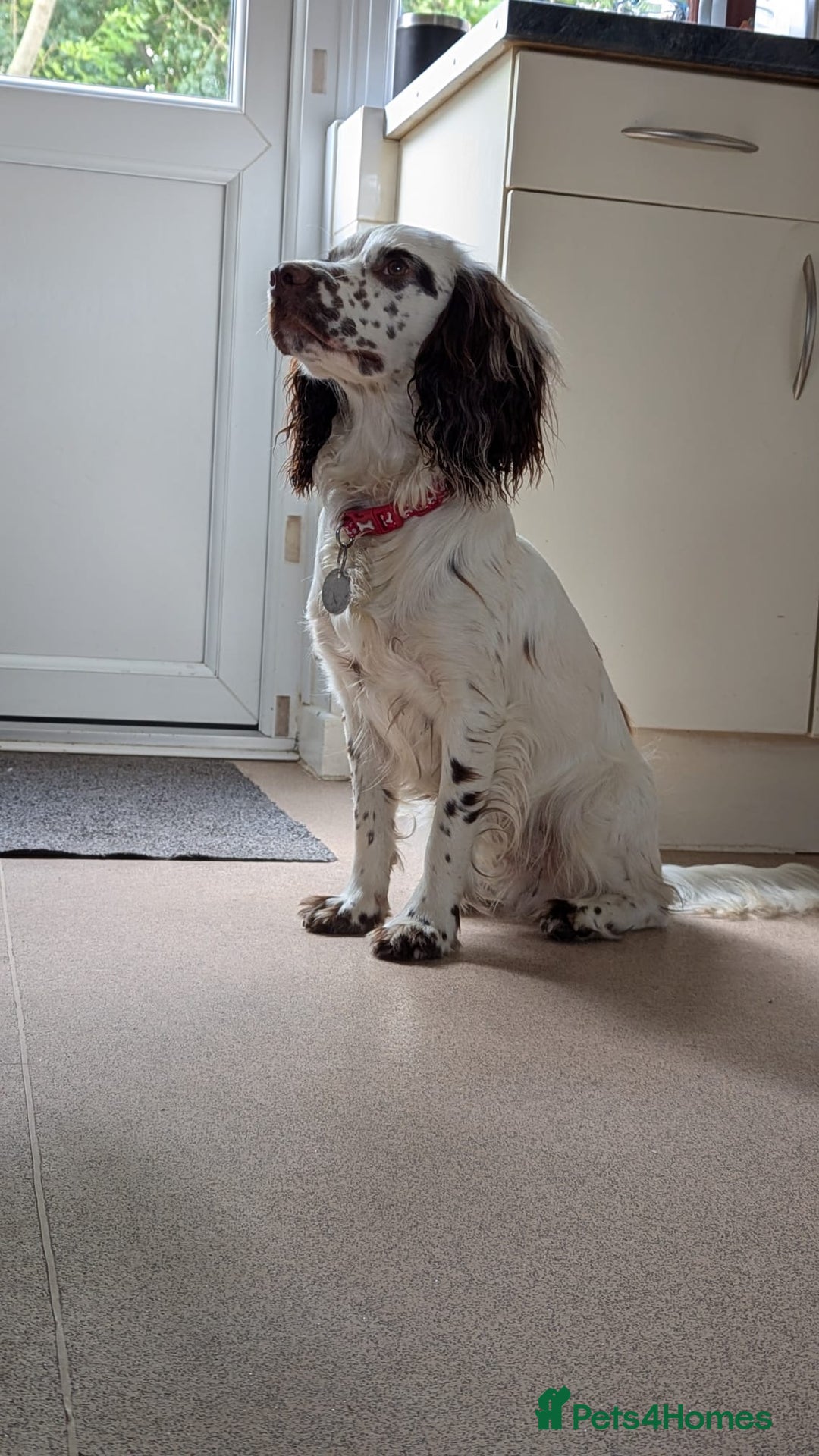 English Springer Spaniel dogs for sale: Adorable Springer Spaniel Puppies - Image 6