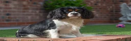 Cavalier King Charles Spaniel dogs for stud: Donnajays , Licensed, Professional stud service in Stafford - Advert 2