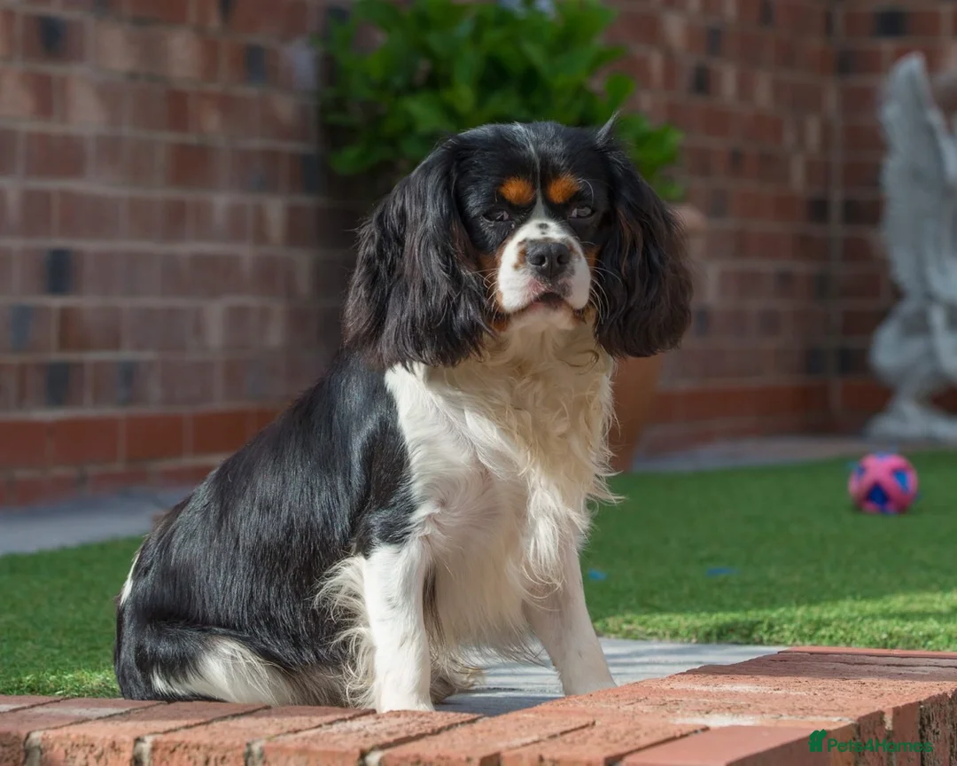 Cavalier King Charles Spaniel dogs for stud: Donnajays , Licensed, Professional stud service in Stafford - Advert 2