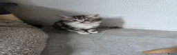 Mixed Breed cats for sale: Kittens for sale - Advert 20