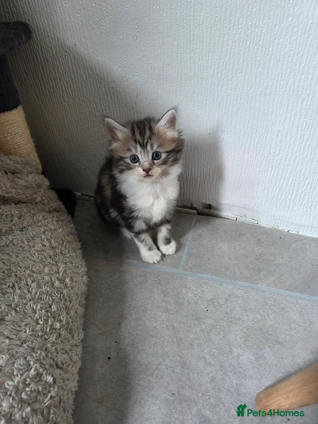 Mixed Breed cats for sale: Kittens for sale - Advert 20