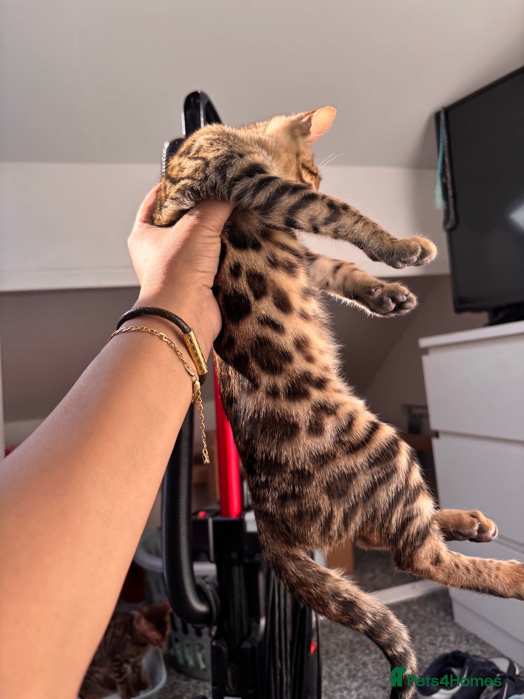 Bengal cats for sale: Bengals  - Image 3