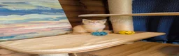 Scottish Fold cats for sale: ⭐ Ready Now Scottish straight kittens  ⭐ - Advert 18