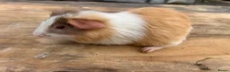 Guinea Pig rodents for sale: Beautiful long haired guinea pigs to reserve  - Advert 13