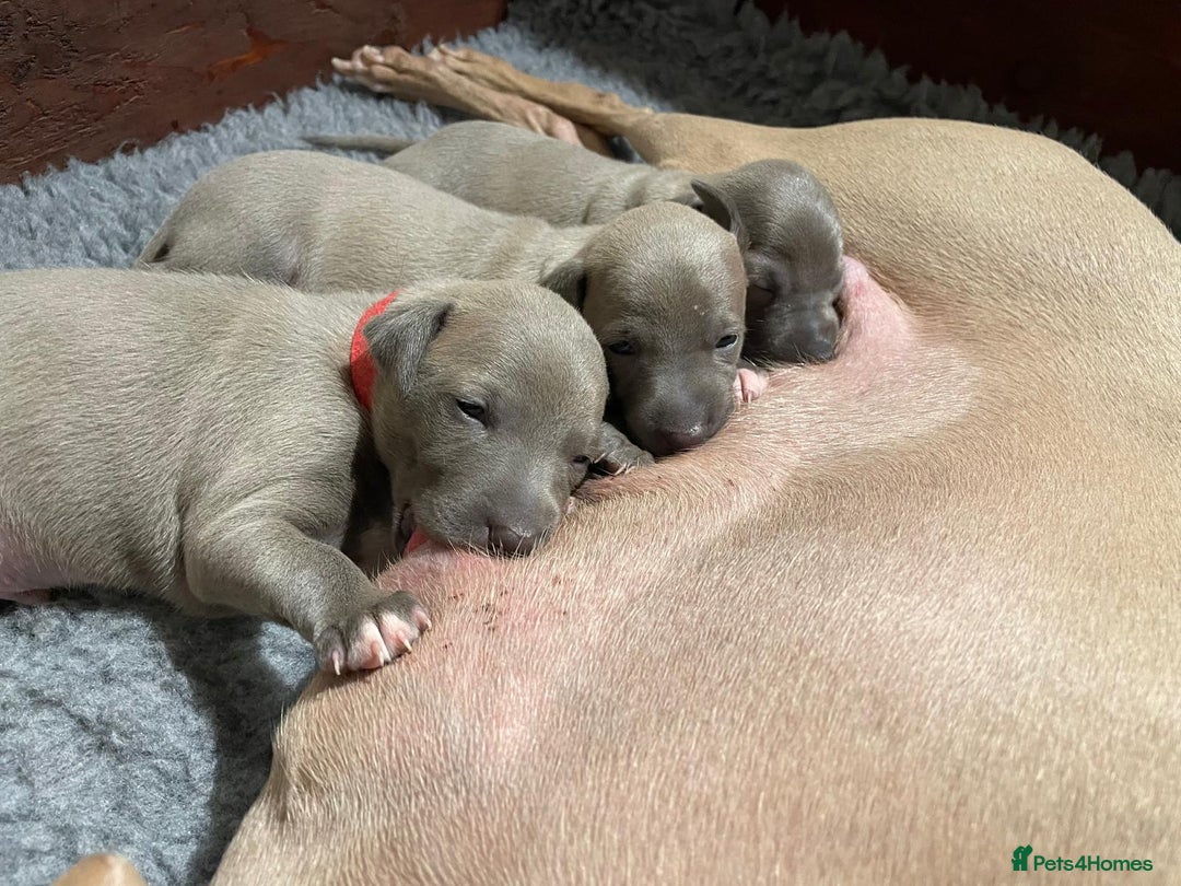 Mixed Breed dogs for sale: Beautiful Wiggy Litter 3/4 Italian Greynound - Advert 2