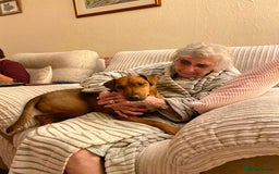 Patterdale Terrier dogs for sale: 7 Year Old Male Patterdale  - Image 5