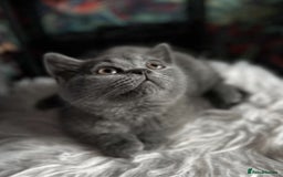 British Shorthair cats for sale: READY TO LEAVE NOW! Black and grey pedigree BSH!! - Image 2