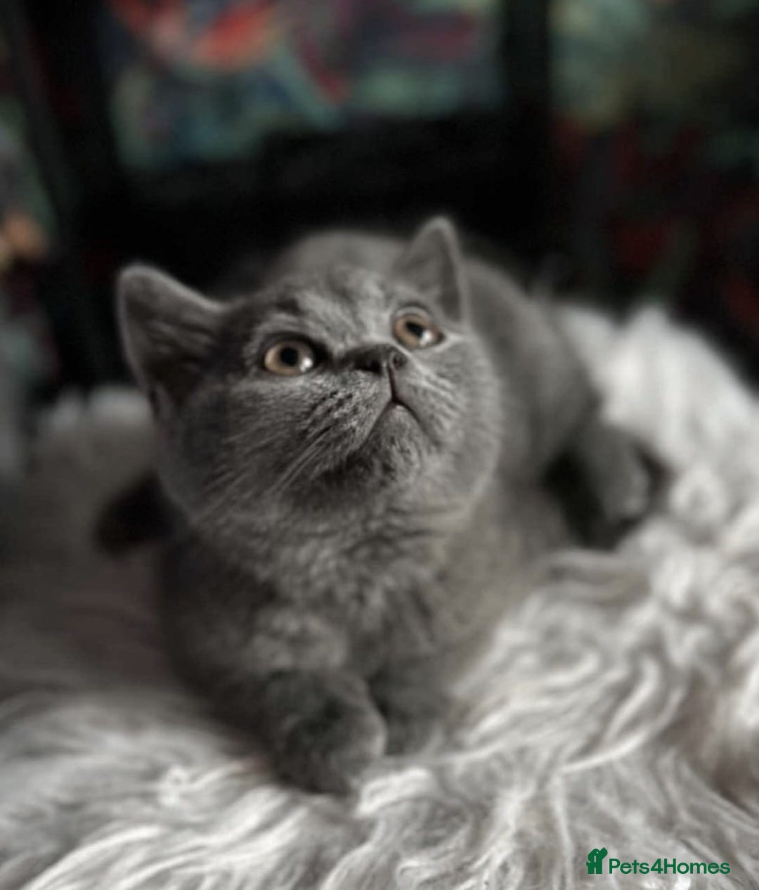 British Shorthair cats for sale: READY TO LEAVE NOW! Black and grey pedigree BSH!! - Image 2