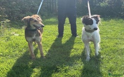 Saluki dogs for sale: Sulki / collie  - Advert 2