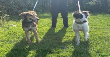 Saluki dogs Sulki / collie  - Advert 7