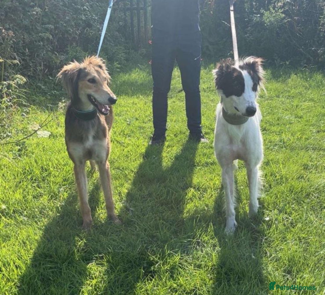 Saluki dogs for sale: Sulki / collie  - Advert 2