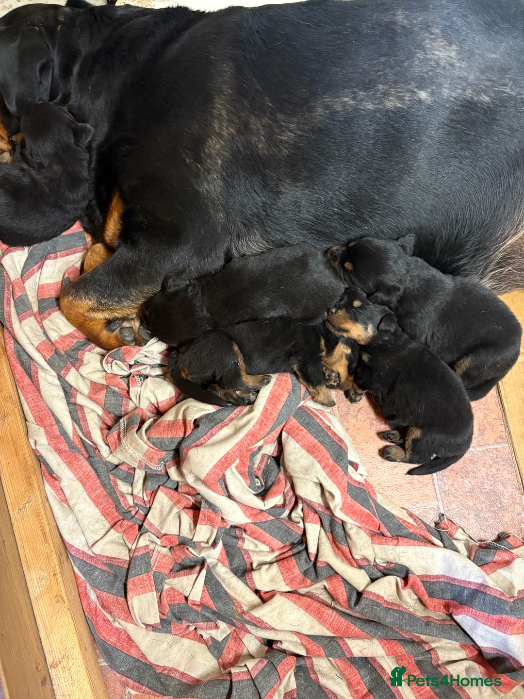 Rottweiler dogs for sale: TOP QUALITY GERMAN PUPS - Image 1