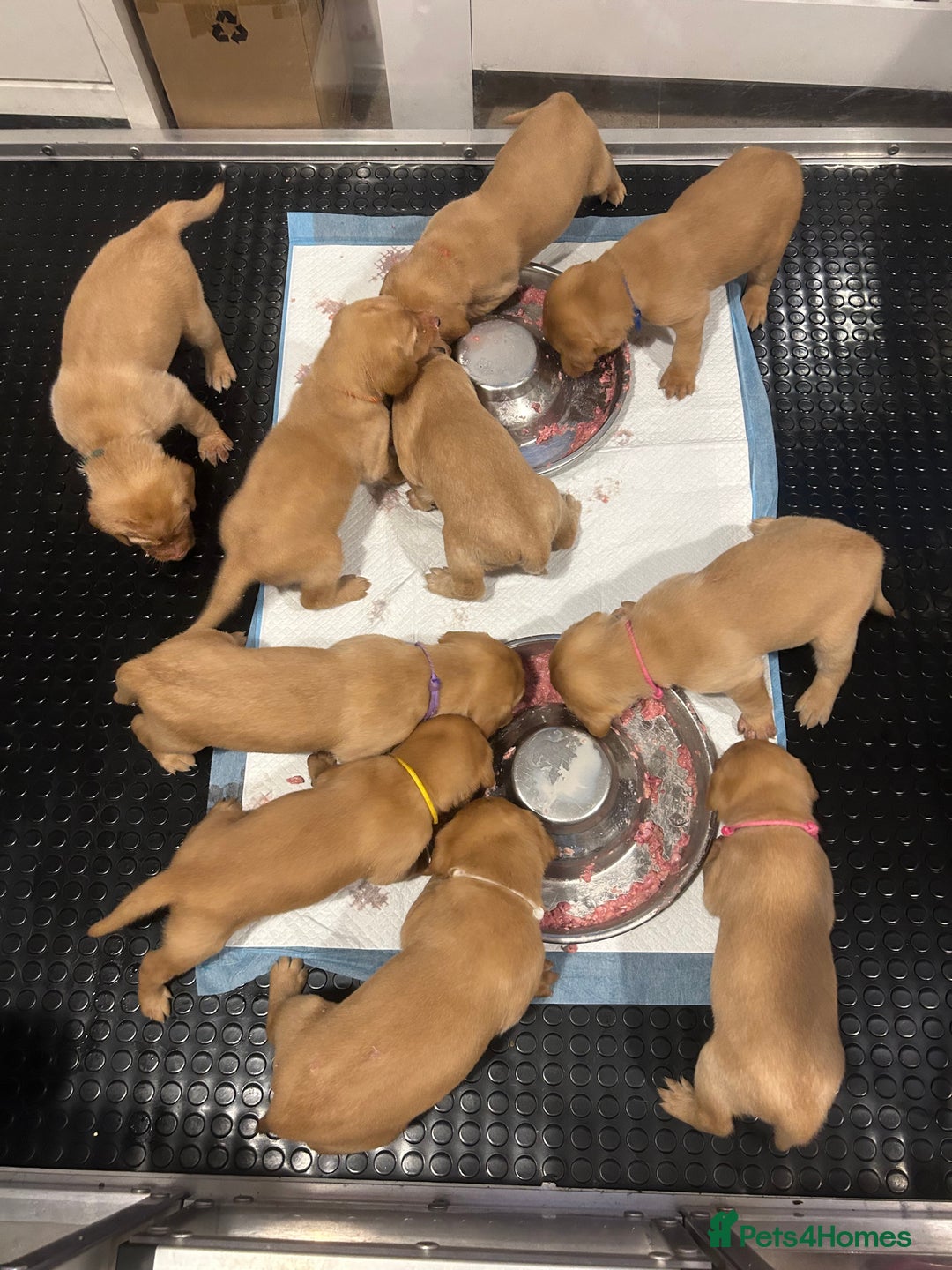 Labrador Retriever dogs for sale: Family/Working bred KC Labradors - Image 22