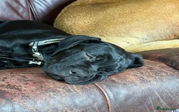 Mixed Breed dogs for sale: cane corso cross puppies  - Image 12