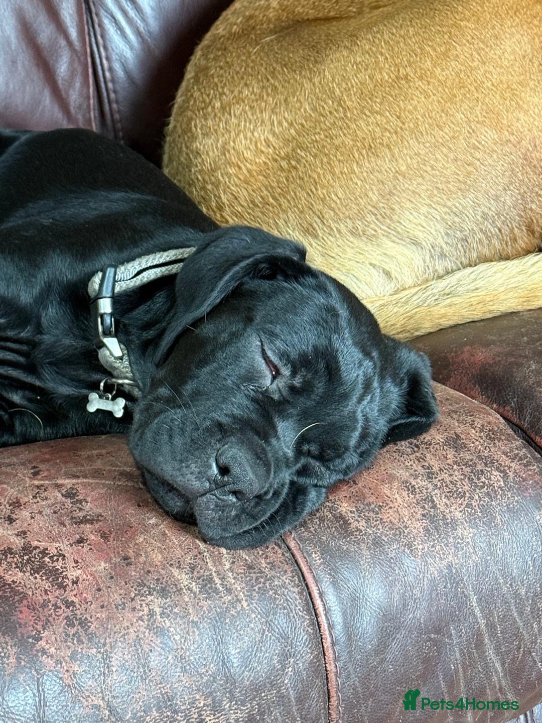 Mixed Breed dogs for sale: cane corso cross puppies  - Image 12